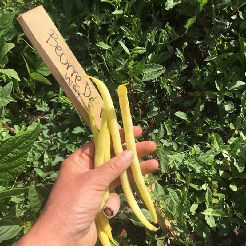 Buerre de Rockencourt Wax Bush Bean Seeds High Desert Seed and Gardens