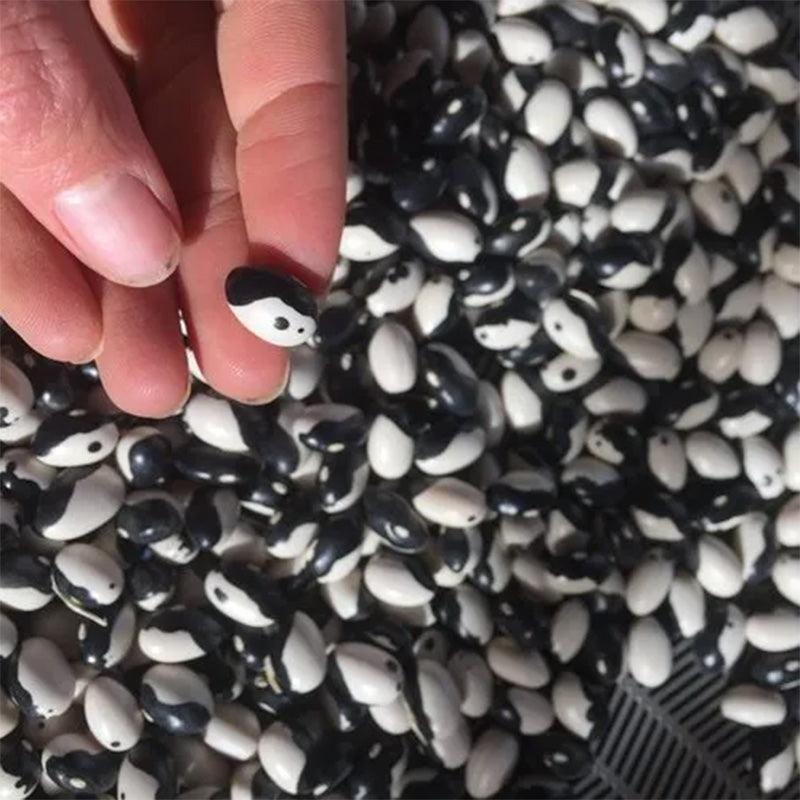 Calypso Bush Bean Seeds High Desert Seed and Gardens
