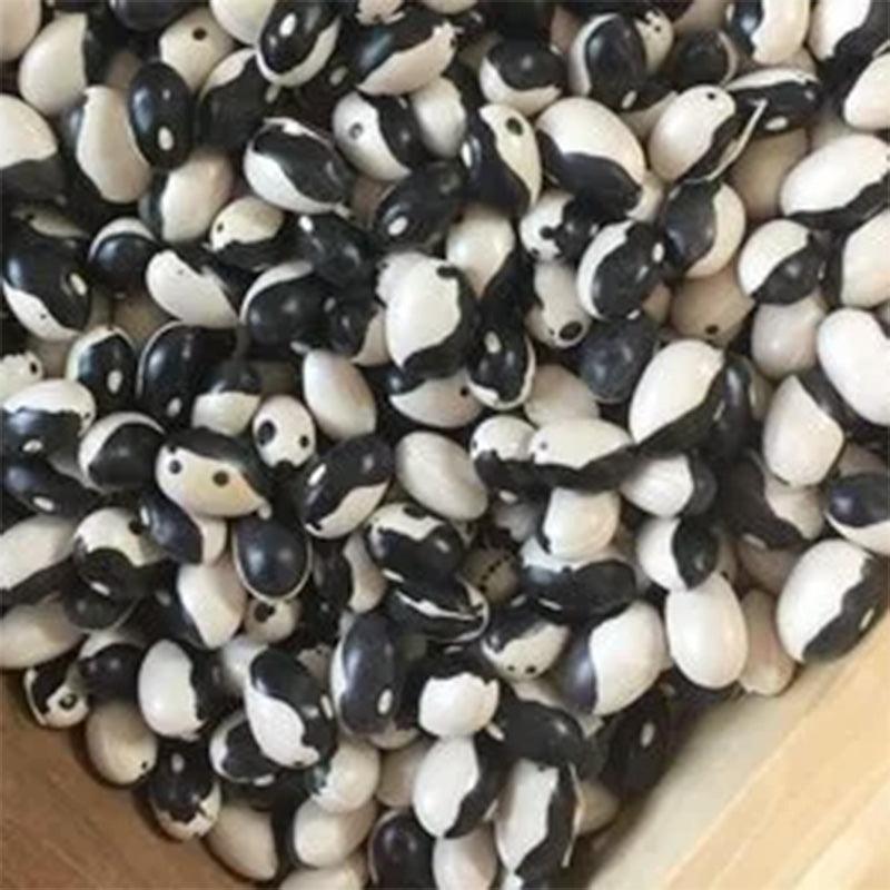 Calypso Bush Bean Seeds High Desert Seed and Gardens