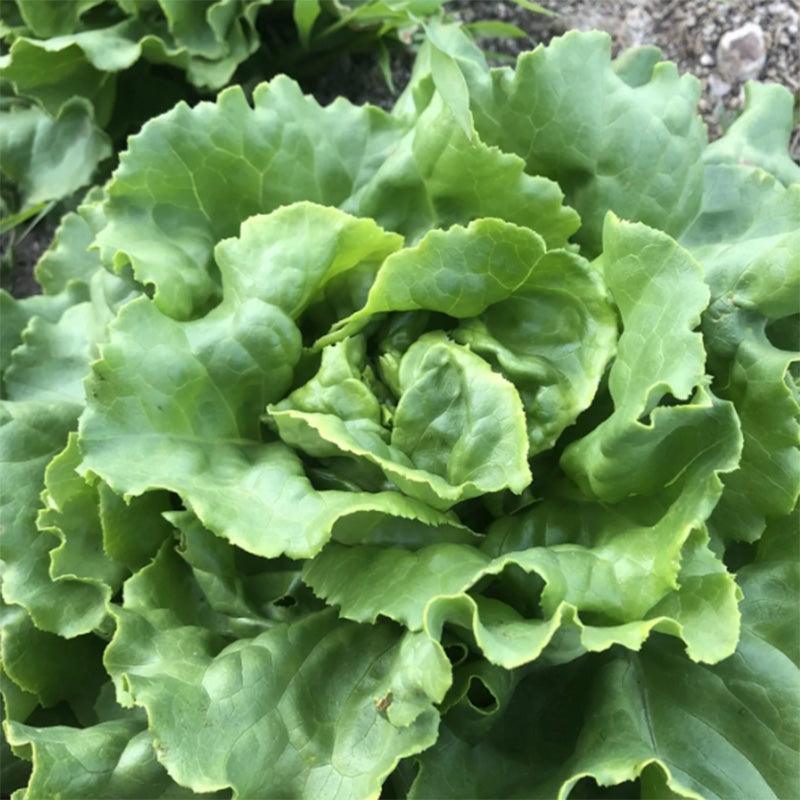 Divina Butterhead Lettuce Seeds High Desert Seed and Gardens