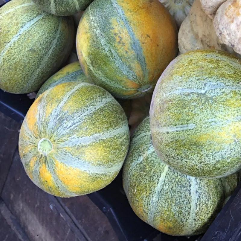 Ha'Ogen Melon Seeds High Desert Seed and Gardens