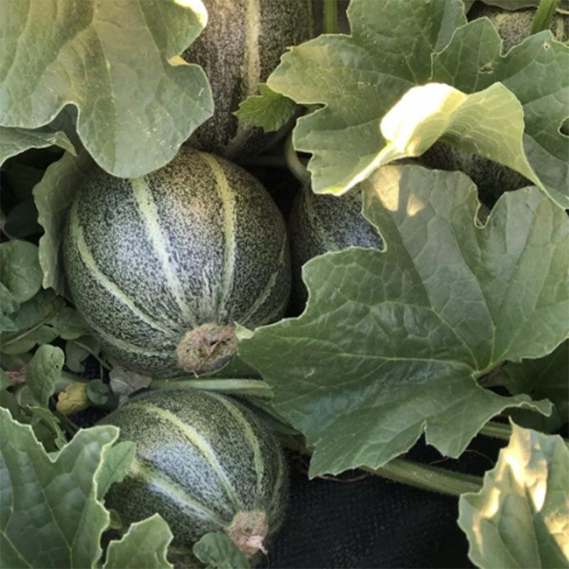 planting melon seeds Ha'Ogen Melon – Grow Organic