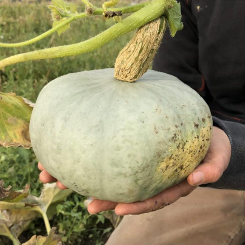 Stella Blue Winter Squash Seeds High Desert Seed and Gardens