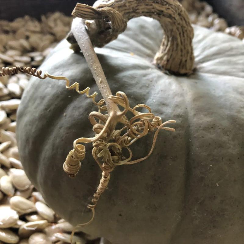 Stella Blue Winter Squash Seeds High Desert Seed and Gardens