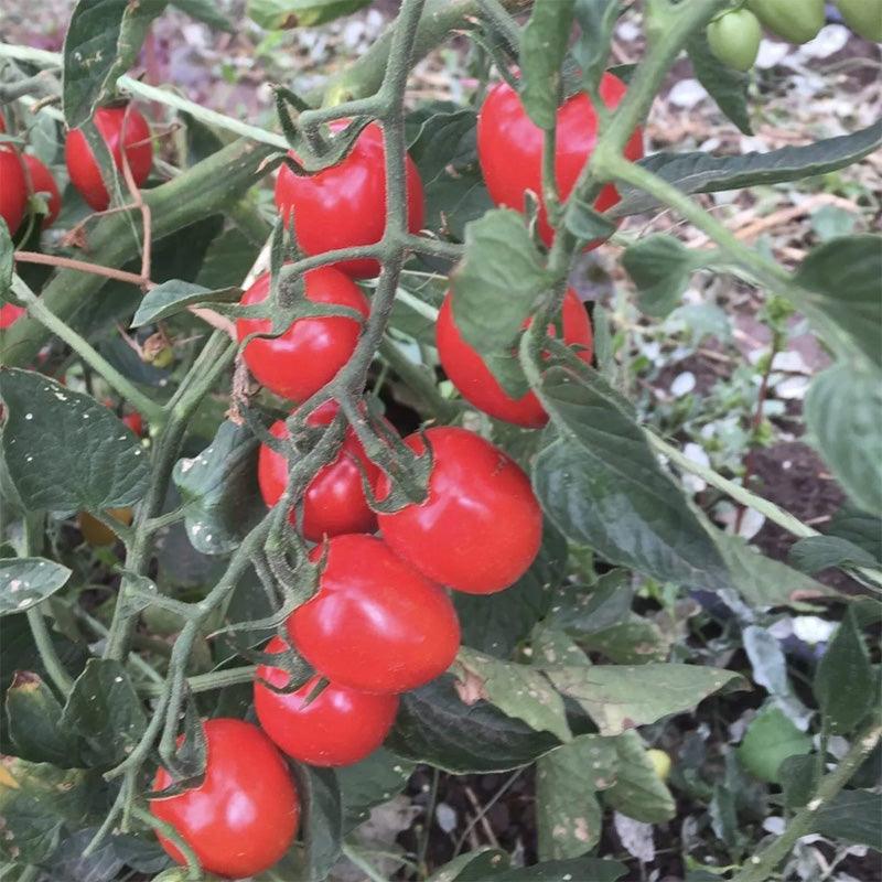 Gardener's Sweetheart Cherry Tomato Seeds High Desert Seed and Gardens