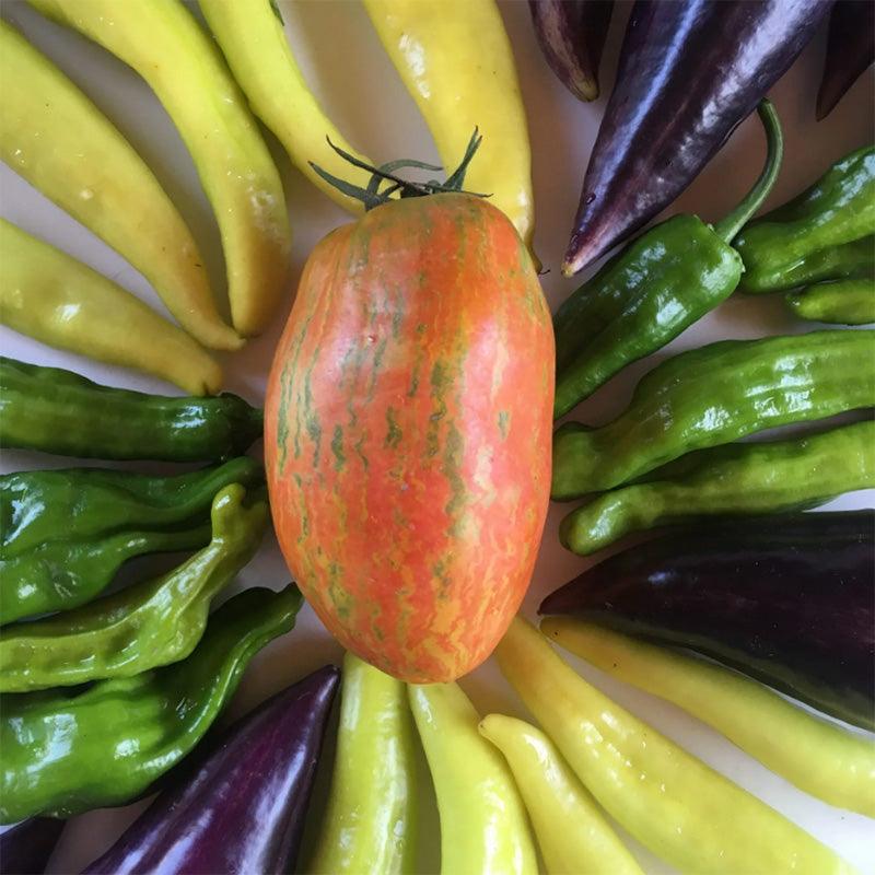 Striped Roman Paste Tomato Seeds High Desert Seed and Gardens
