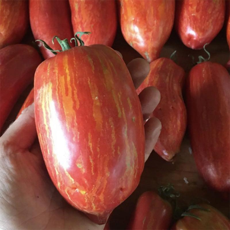 Striped Roman Paste Tomato Seeds High Desert Seed and Gardens