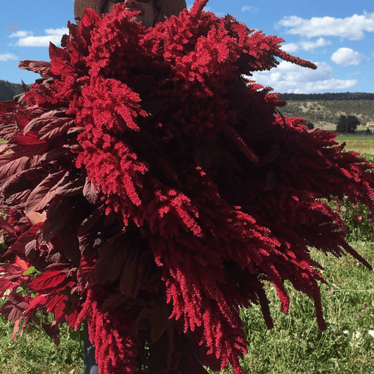 Burgundy Amaranth High Desert Seed and Gardens