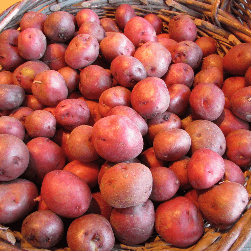 Norland Red Potato (Organic) Grow Organic