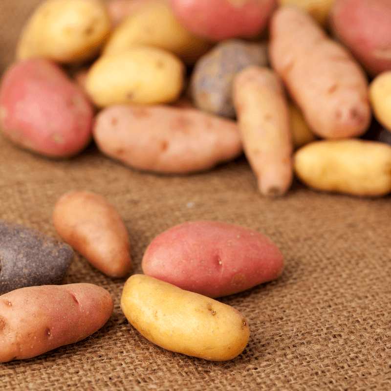 planting fingerling seed potatoes Organic Fingerling Mix Seed Potato (lb)