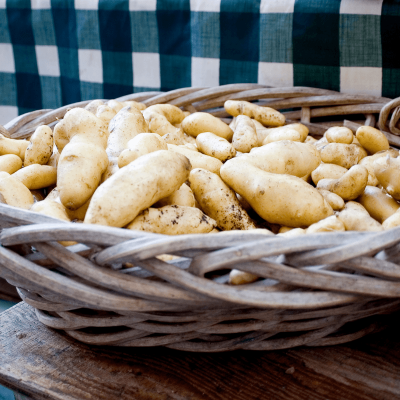 Russian Banana Fingerling Potato (Organic) Grow Organic