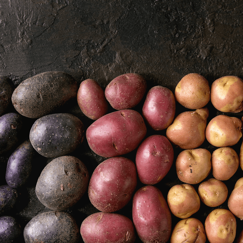 Rainbow Mix Potato (Organic) Grow Organic