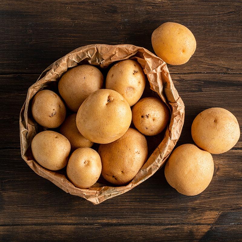Lamoka Potato (Organic) Grow Organic