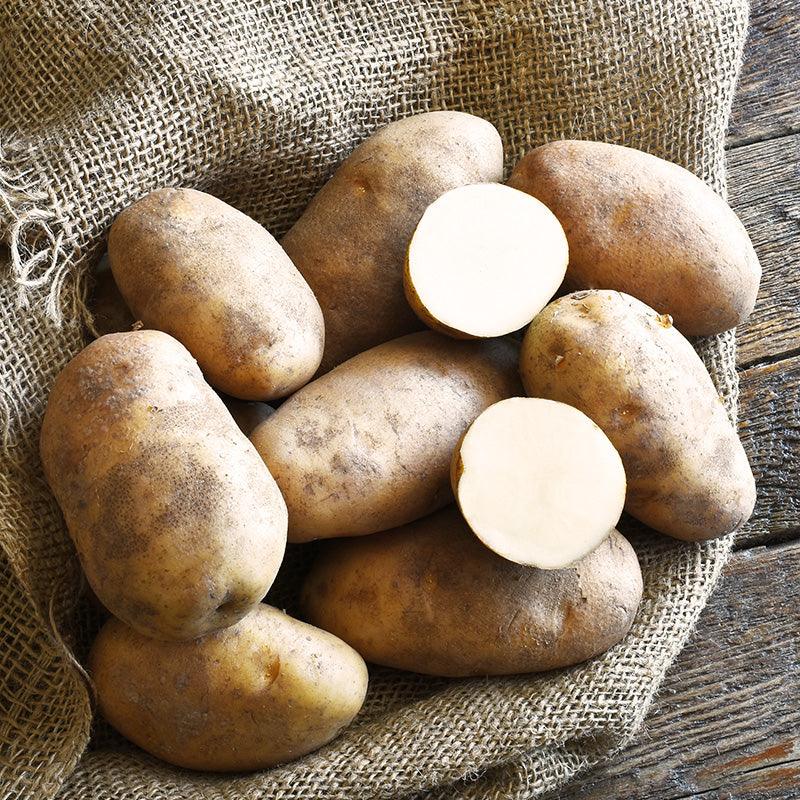 Russet Norkotah Potato (Organic) Grow Organic