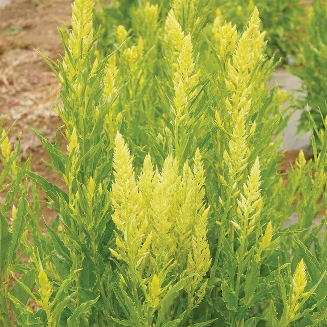 Sylphid Celosia Seeds Territorial Seed Company