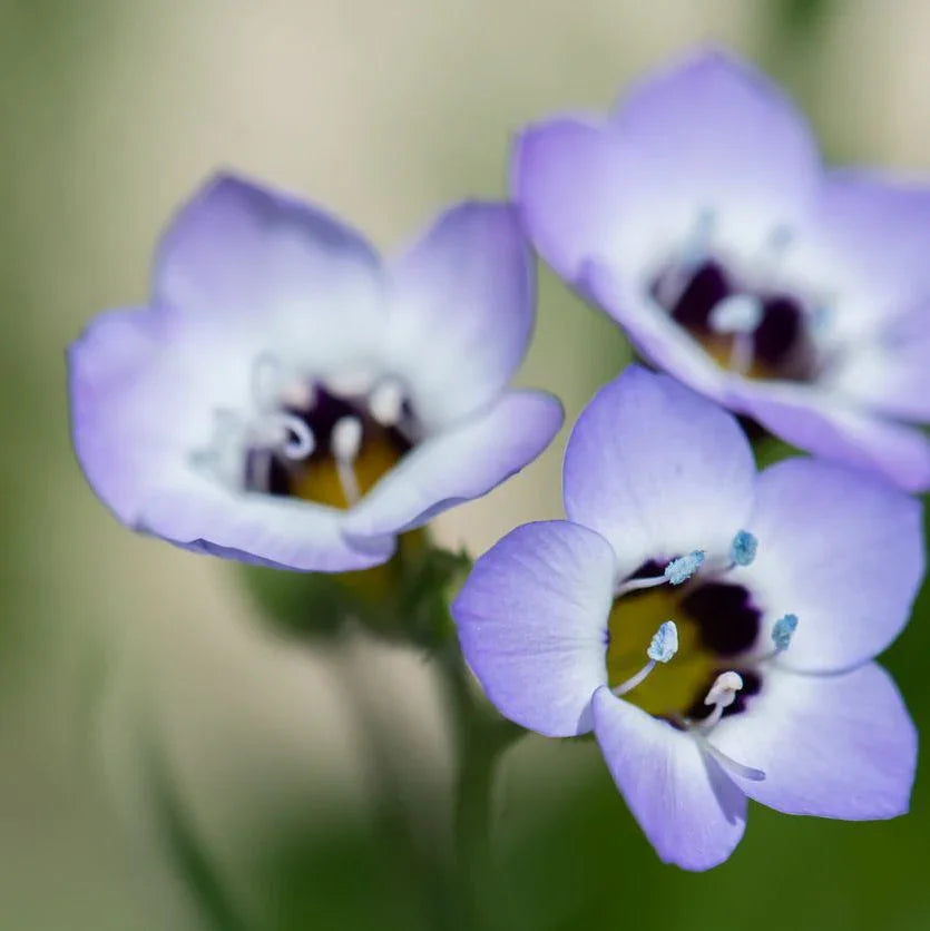 Bird's Eyes (1/4 lb) Grow Organic