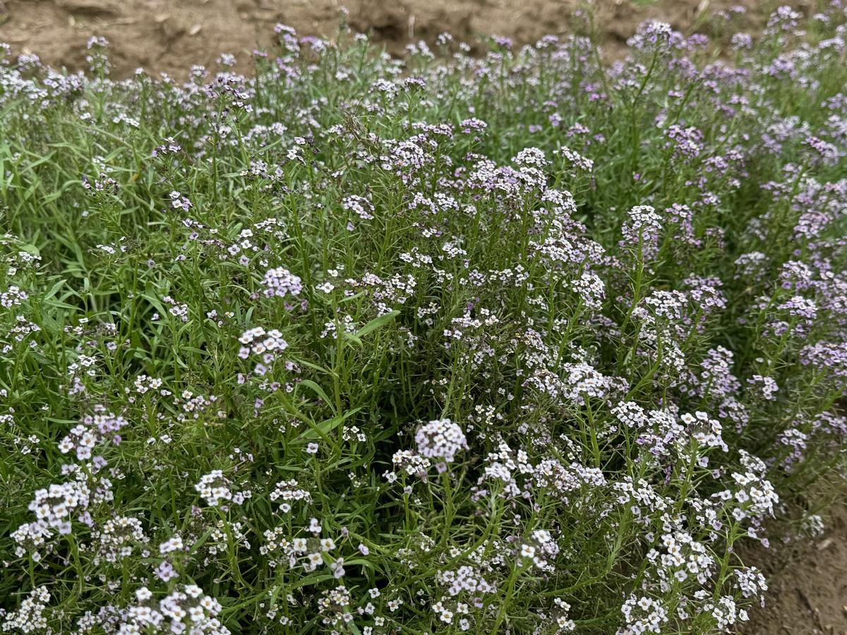 Organic Sweet Alyssum, Purple, Royal Carpet Seeds Southern Exposure Seed Exchange