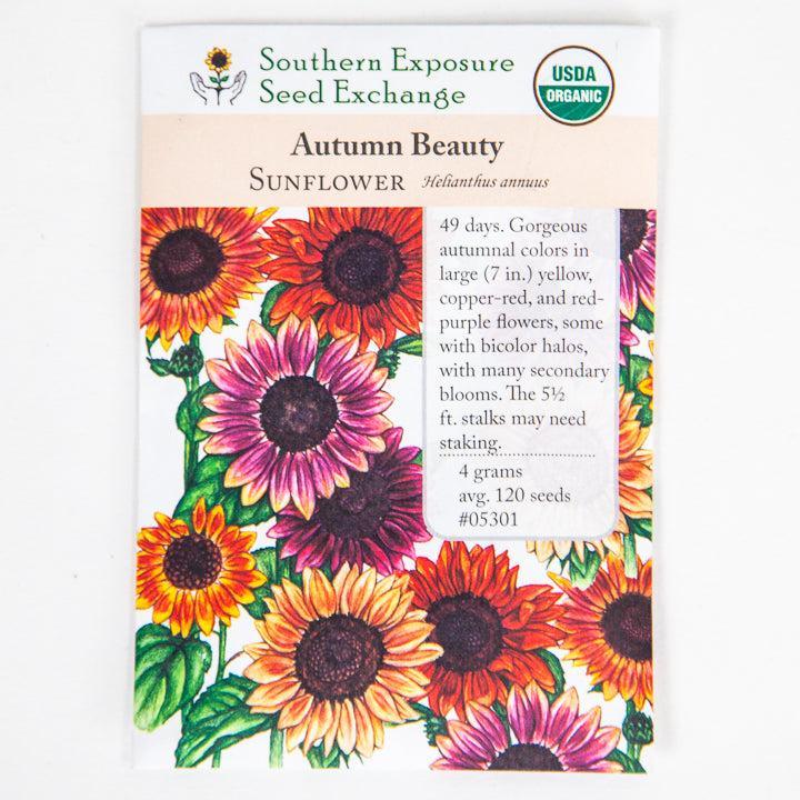 seeds to plant for autumn flowering Organic Autumn Beauty Sunflower