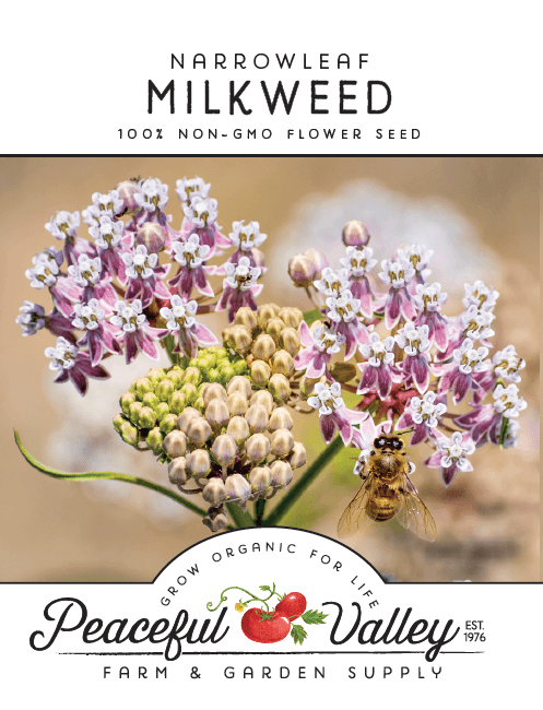 plant milkweed seeds in spring Narrowleaf Milkweed Seeds – Grow Organic