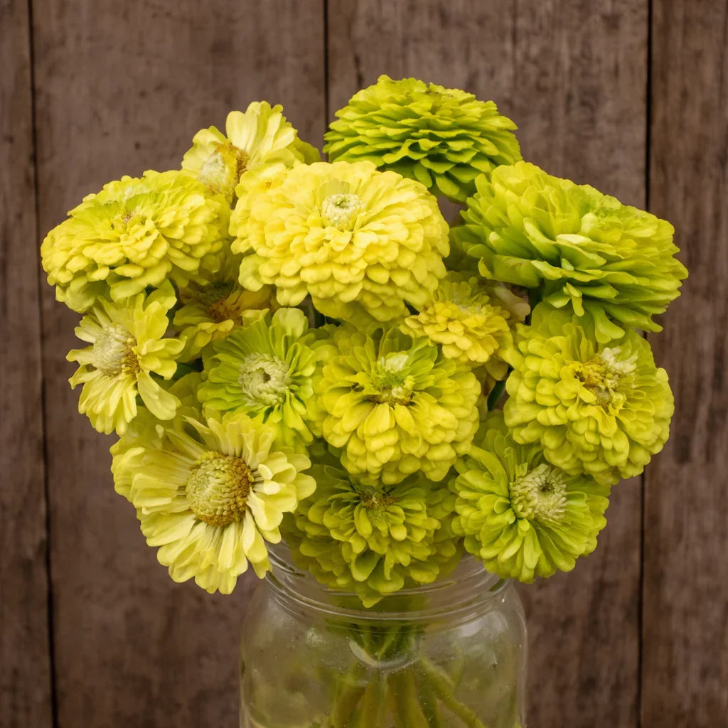 Organic Queeny Lime Zinnia Seeds High Mowing Seeds