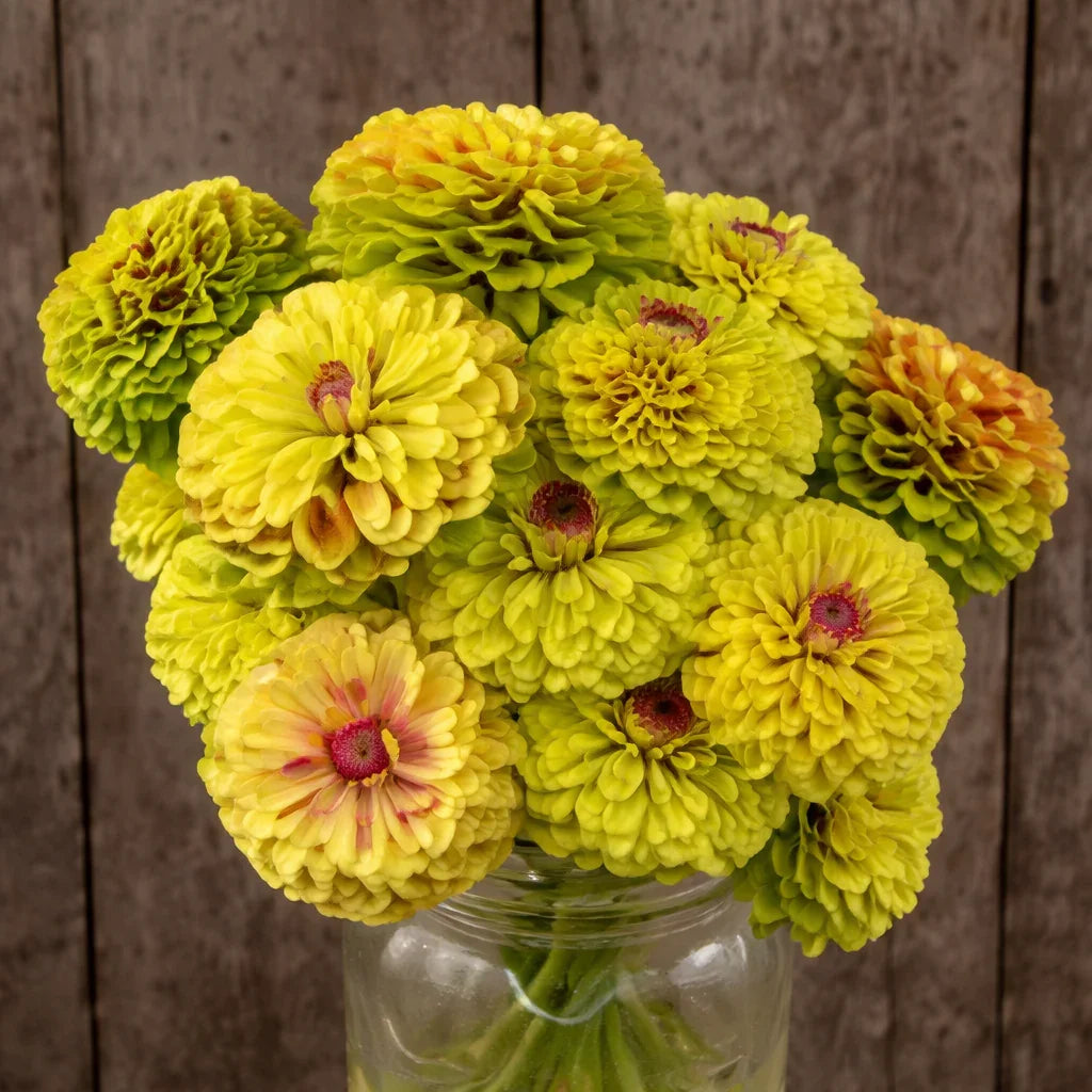 Organic Queeny Lime with Blotch Zinnia Seeds High Mowing Seeds