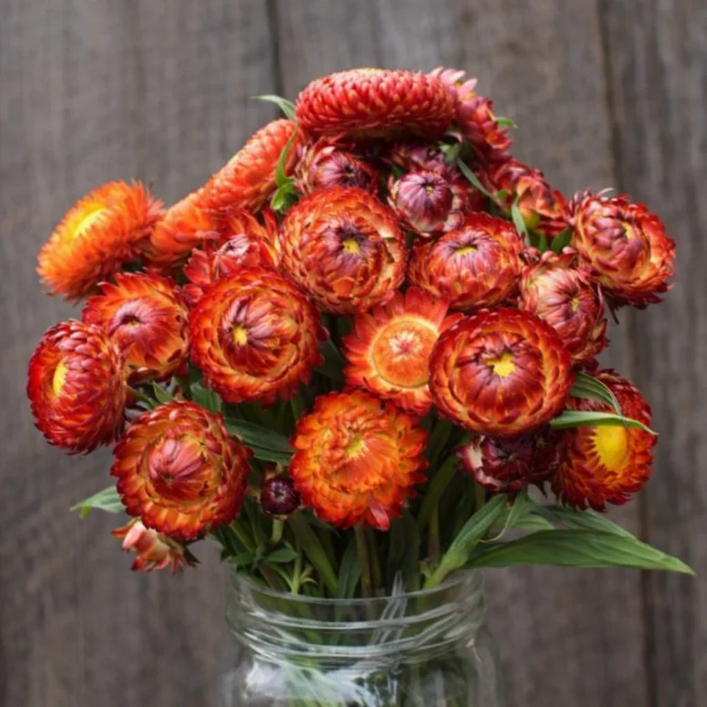 Organic Fireball Strawflower Seeds High Mowing Seeds