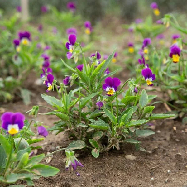 Organic Anna Viola Seeds High Mowing Seeds