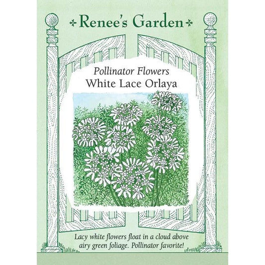 White Lace Orlaya Grandiflora Renee's Garden