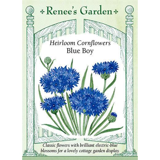 Blue Boy Cornflower Renee's Garden
