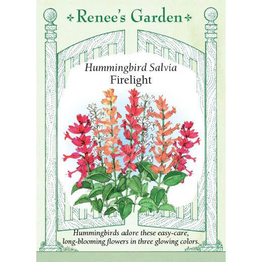 Firelight Salvia Renee's Garden