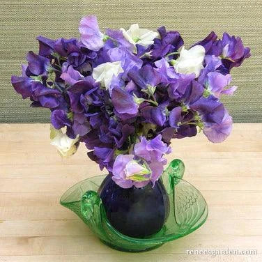 Mermaid's Dream Sweet Pea Renee's Garden