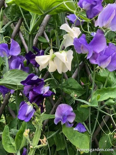 Mermaid's Dream Sweet Pea Renee's Garden