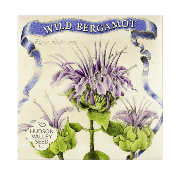 Wild Bergamot Art Pack Hudson Valley Seed Company