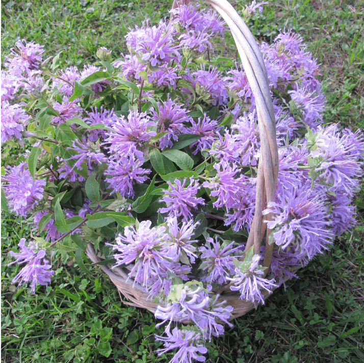 Wild Bergamot Art Pack Hudson Valley Seed Company