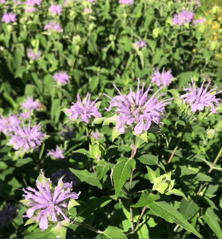 Wild Bergamot Art Pack Hudson Valley Seed Company