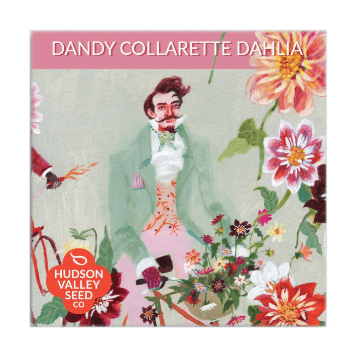 Dandy Collarette Dahlia Art Pack Hudson Valley Seed Company
