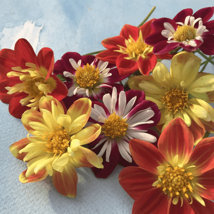 Dandy Collarette Dahlia Art Pack Hudson Valley Seed Company