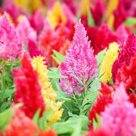 Organic Supercrest Celosia Mix (1 oz) Peaceful Valley