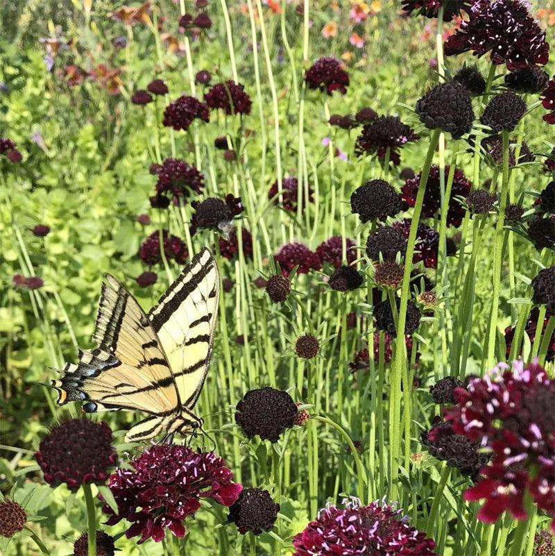 Black Knight Scabiosa Seeds High Desert Seed and Gardens