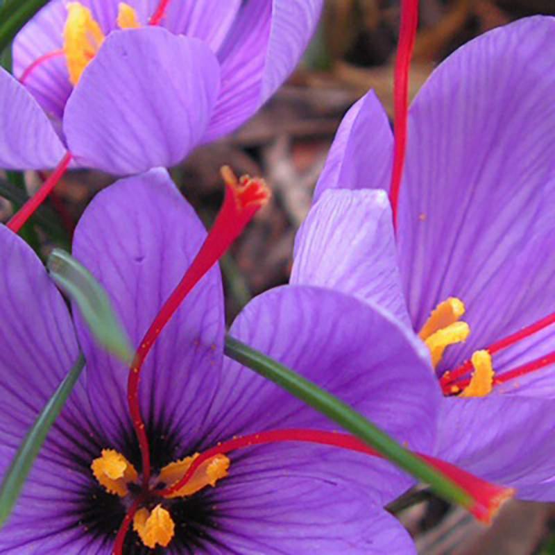 Crocus Sativus Saffron (Pack of 15) Netherland Bulb Company