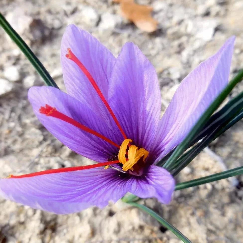 Crocus Sativus Saffron (Pack of 15) Netherland Bulb Company