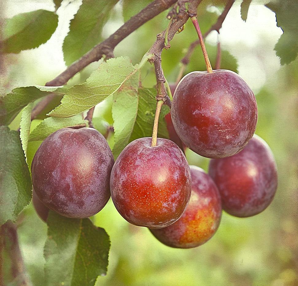Santa Rosa Plum Tree Semi-Dwarf BareRoot Grow Organic