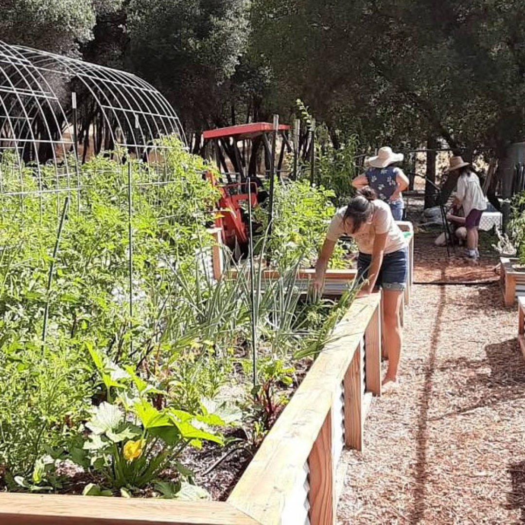 People tending to a garden with raised beds and plants