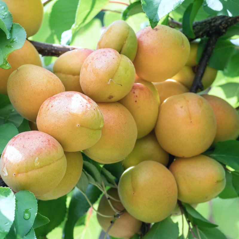 Sicilian Nectarine Tree Felix Gillet Institute