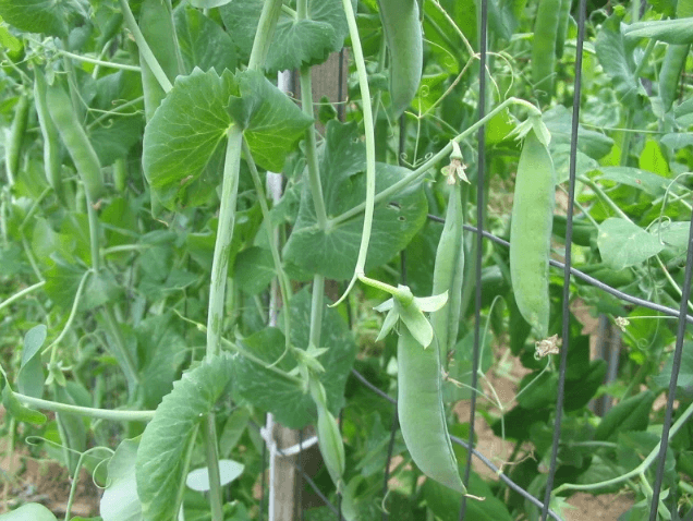 Organic Green Arrow Shelling Pea Grow Organic