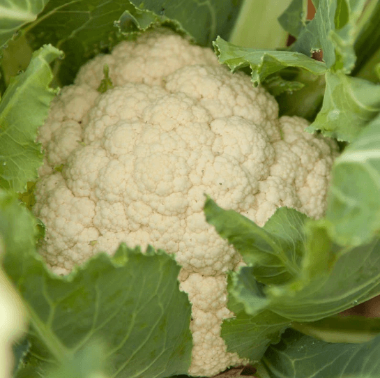 Organic Vegetable and Herb Start Collection Grow Organic