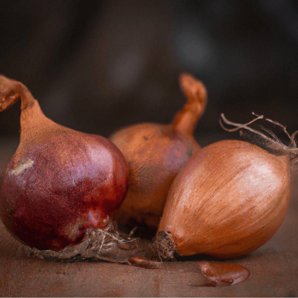 Organic French Red Shallots (lb) Grow Organic