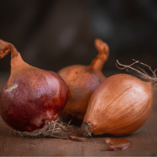 Organic French Red Shallots (lb) Grow Organic
