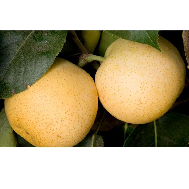 Shinseiki Asian Pear Tree Grow Organic