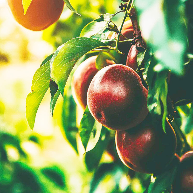 Spice Zee Nectaplum Tree Grow Organic